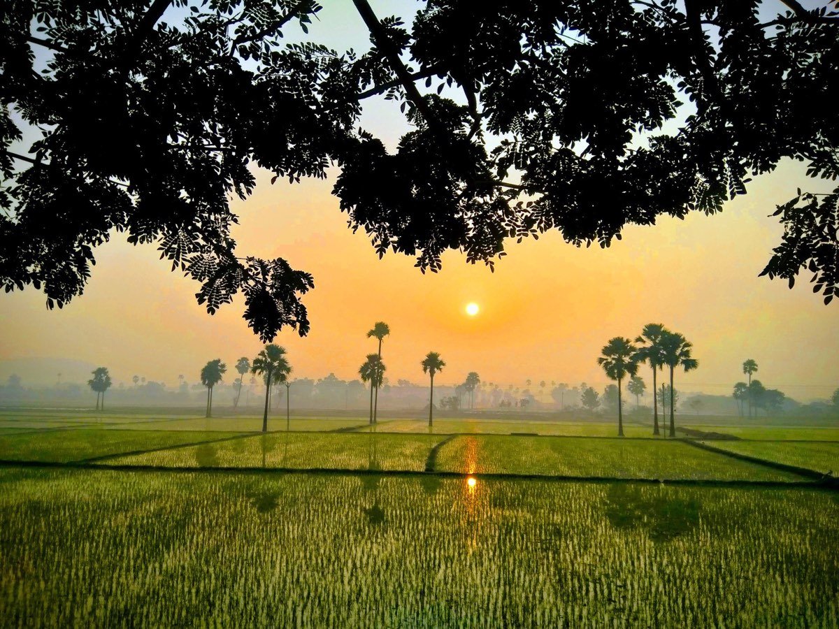 Sunrise over green paddy fields lined with palm trees in rural India