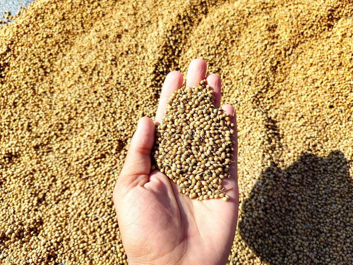 A hand holding a pile of coriander seeds above a heap of seed